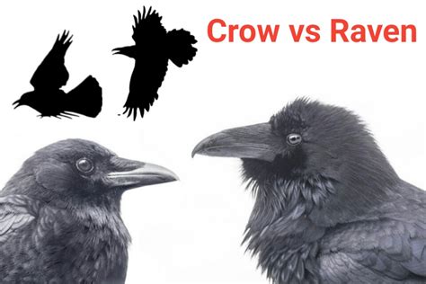 What Are The Differences Between Crow And Raven Difference Between