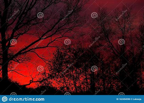 Red Autumn Sky During Sunset With Black Shapes Of Leafless Trees Stock