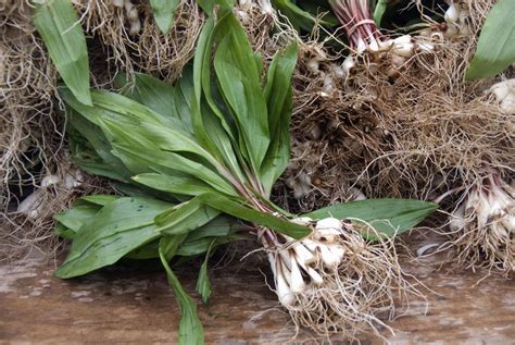 Growing And Caring For Ramps