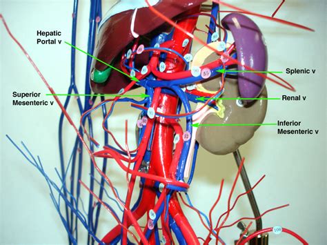 Differentiate among the structure of arteries, veins, and capillaries. Index of /anatomy/images/vesselswire
