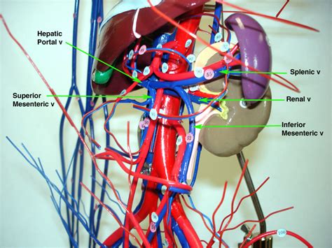 Goes though both pec major obturator nerve artery vein. Abdom_vein_label.jpg 864×648 pixels | Abdominal aorta, Anatomy and physiology, Arteries