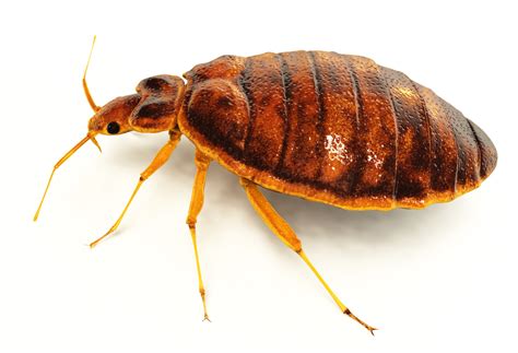 Illinois Bed Bug Removal And Control Abc Wildlife