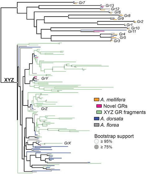 The Genomic Basis Of Evolutionary Differentiation Among Honey Bees