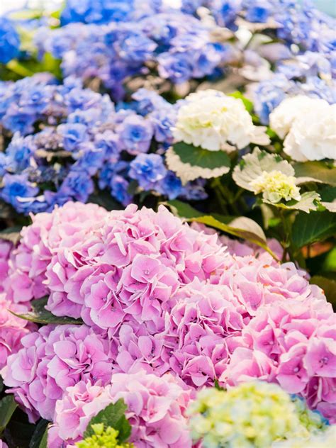 Does this work for the samsung s4 smart phone? Hydrangea Plant Types: Different Hydrangea Plants For The ...