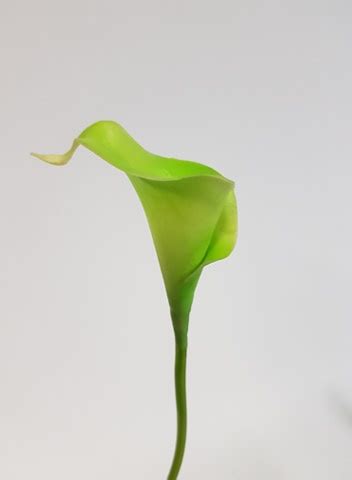 Calla Lily Green Real Touch Desflora