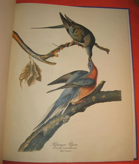 The Audubon Folio 30 Great Bird Paintings By George James Dock