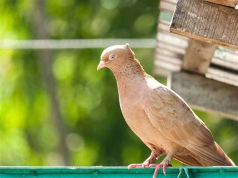 Things To Consider Before Keeping A Pigeon As A Pet