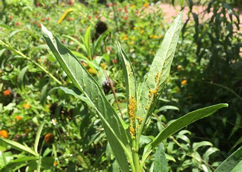 When Aphids Suck The Life From Your Milkweed Heres How To Safely Get