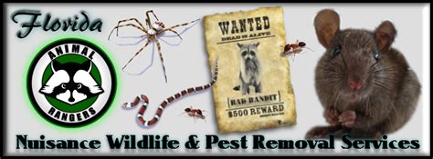 Among the most destructive pests in palm springs, fl are termites. Palm Beach County, FL Nuisance Animal Removal & Pest ...