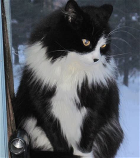 Royal king lion black and white isolated portrait. Cat Finders » Blog Archive » Lost black and white fluffy ...