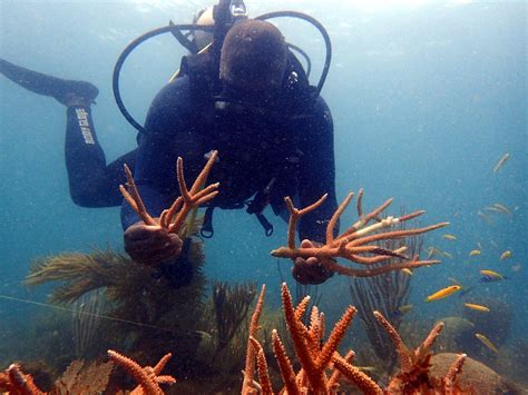¡a Proteger Los Arrecifes Coralinos Más De 5 Millones De Colombianos Dependen De Estos Ecosistemas