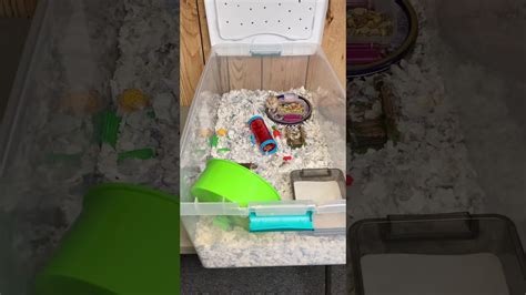 Sand Baths For My Hamsters Youtube