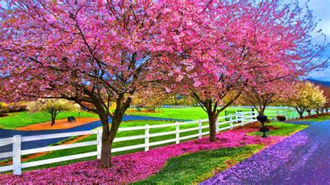 47 Beautiful Spring Scenes Wallpaper On Wallpapersafari