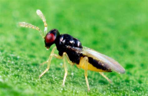 Beneficial Stingless Wasps Released To Fight Asian Citrus Psyllids And