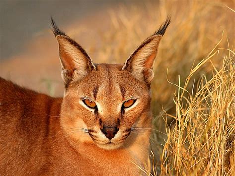 Caracal Wallpapers Images Photos Pictures Backgrounds