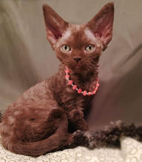 Kittens Available Male And Female Devon Rex Cats For Sale In Arkansas