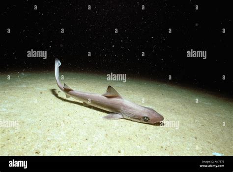 Houndshark Hi Res Stock Photography And Images Alamy