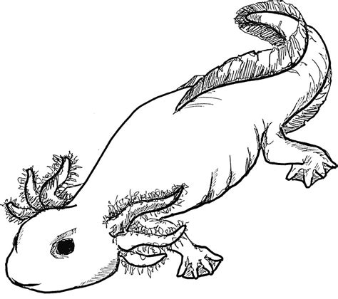 Axolotl Coloring Page Axolotl Line Drawing B Coloring Pages Art