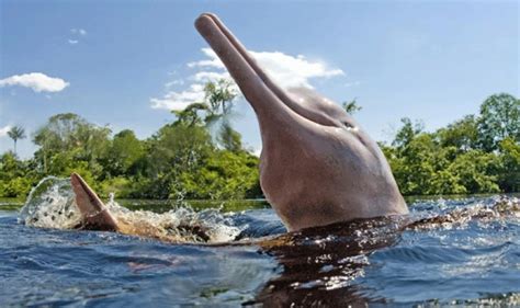 Delfín Boliviano Es Atracción Y Ya Vive Como Especie Segura Ejutv