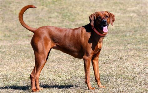 Meet The Redbone Coonhound Your Ultimate Breed Information Guide