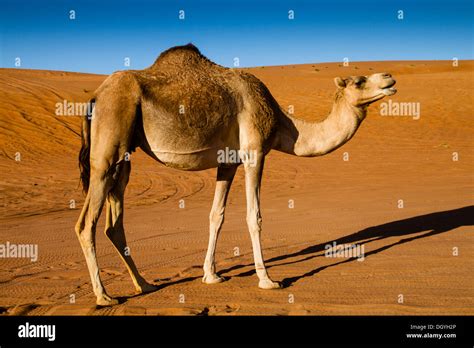 Dromedary Camel Camelus Dromedarius Desert Wahiba Sands Ramlat Al