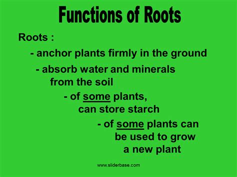 Maybe you would like to learn more about one of these? Plant part roots - Presentation Plants, Animals, and ...