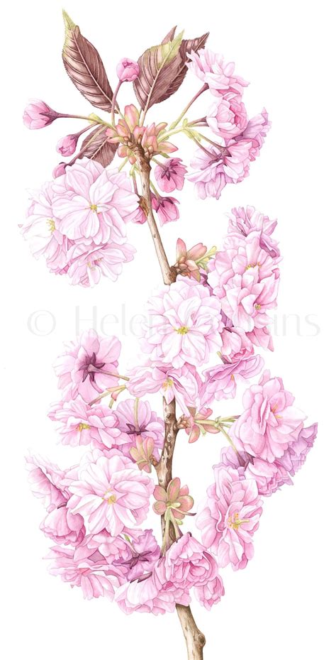 Cherry Blossom Cropped — Helen Cousins Botanics Cherry Blossom Watercolor Botanical