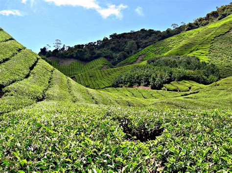 The history of the idamilikky group dates back to its humble beginnings in 1985 when it first forged a joint venture with koperasi pembangunan desa to develop desa. Malaysia And Cambodia: 102. Sungei Palas Tea Plantation