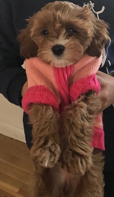 Puppies will rarely be available on demand and you will probably have. View Ad: Cavapoo Puppy for Sale near Colorado, COLORADO ...