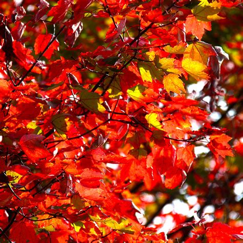 Justin schultz was playing the most minutes on defence in edmonton; Red Maple Dessert Wine - Muskoka Lakes Farm & Winery