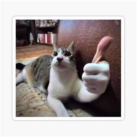 Funny Cat Meme Human Hand Thumbs Up Sticker For Sale By Nickcosky