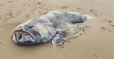 Bizarre Monster Fish Weighing 24 Stone And Two Metres Long Found