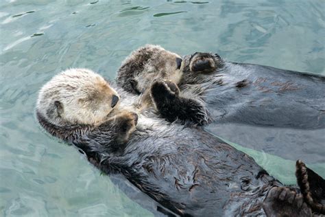Best Buddies Vancouver Aquarium Shares Footage Of Sea Otters Rafting