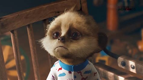 Meerkat Baby Oleg For Sale In Uk View 62 Bargains