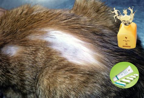 When it comes to the domestic cat, there are many conditions and diseases that can create a hair loss problem. Alopecia in cats - you learn to cope with cat hair on your ...