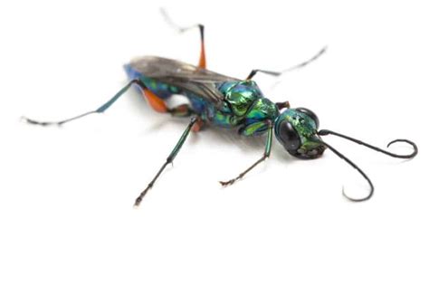 Emerald Cockroach Wasps A Quick Guide Pest Control Gurus