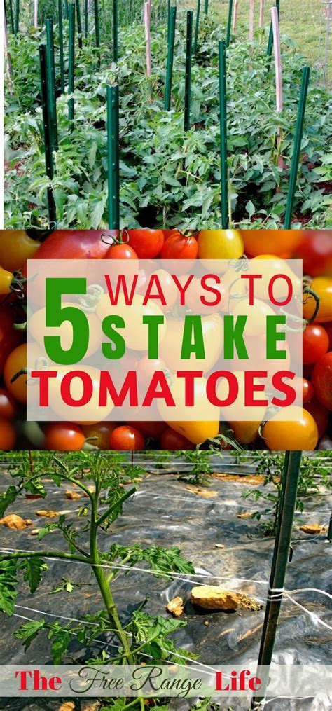 The 5 Best Ways To Stake Your Tomatoes Tomato Plants Support Tomato