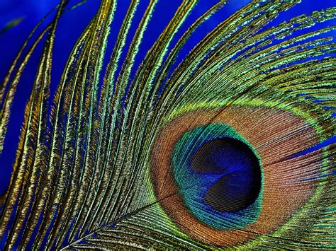 Peacock Feather Macro Free Photo On Pixabay