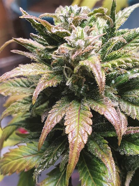 Royal Queen Seeds Solomatic Cbd Grow Diary Journal Week12 By