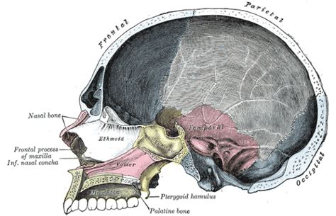 Schädelknochen Anatomie Des Schädels Aufbau And Funktionen