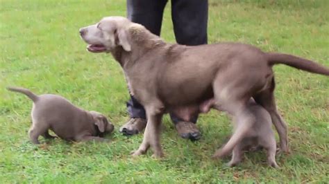 We were looking for a pure bred lab but were very skeptical about many breeders until we found michigan elite labs. Silver Lab Puppies for Sale - YouTube