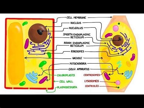 Plant cells use chloroplasts to store energy/sugar, animal cells use mitochondria to release energy stored in food. A comparison of plant and animal cells using labelled ...