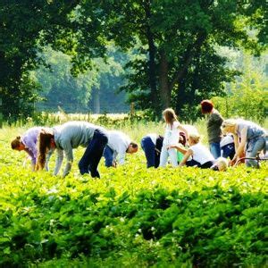 Nur die richtigen erdbeeren selber pflücken. So süß, so aromatisch...! Unsere ausgewählten ...