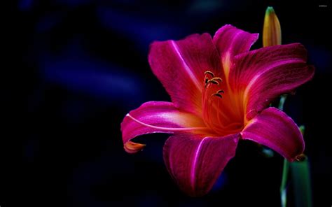 Lily Flowers Wallpapers Wallpaper Cave