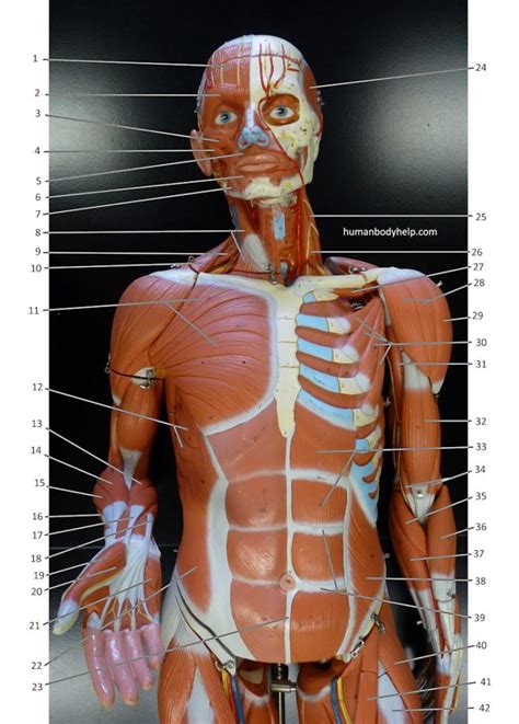 Torso Anatomy Labeled Torso Model Anatomy Labeled Print Activity The