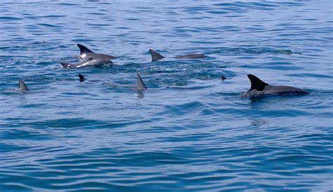 Dolphins Australian Wildlife Journeys