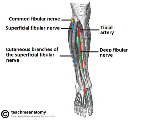 Superficial Peroneal Nerve Stepwards