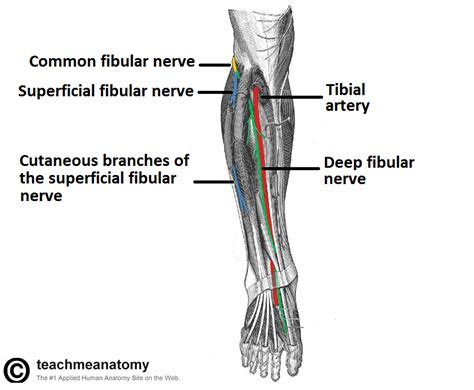 Posterior thigh (biceps femoris, semimembranosus muscle innervation. Superficial Peroneal Nerve - Stepwards