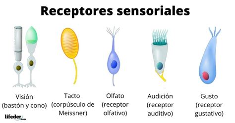 Receptores Sensoriales Clasificación Fisiología Características