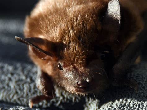 Rabid Bats Found In Bay County And In 4 Other Michigan Counties State